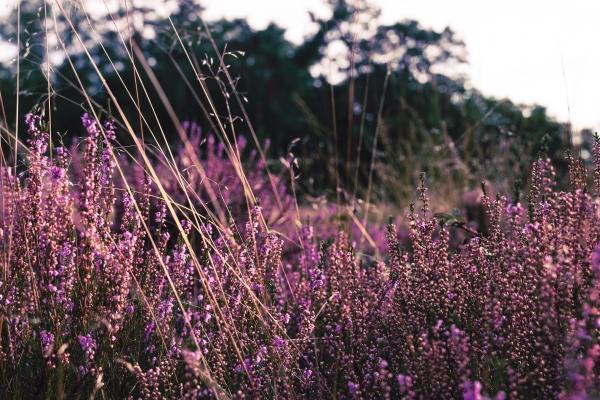 生肖属龙男厌恶哪种生肖女？如何避免招惹他的反感？