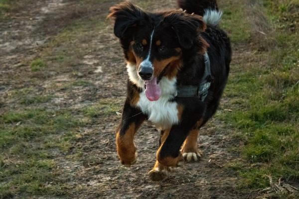 属兔烂桃花一般会持续多久，属兔人犯桃花的年份