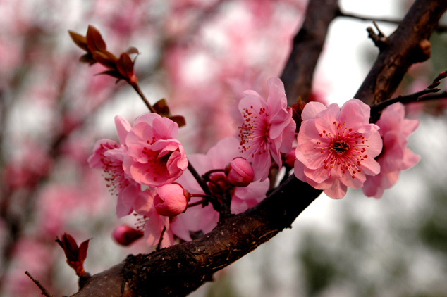生肖属马男厌恶哪种生肖女？如何避免招惹他的反感？