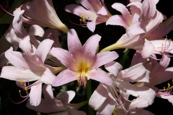属狗遇到烂桃花什么时候结束 桃花劫结束的征兆
