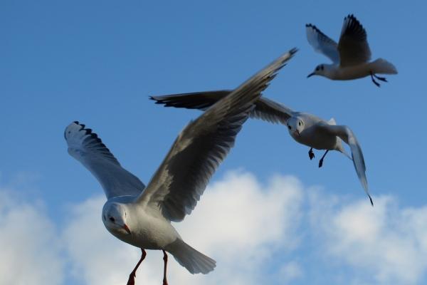 属鸡的男人最怕什么样的女人