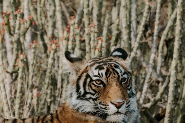 属兔的一生婚姻