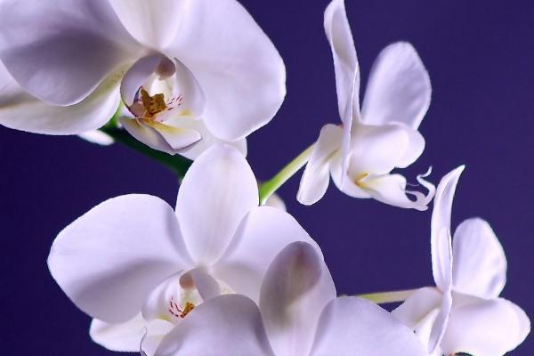 天生一等命的四大生肖