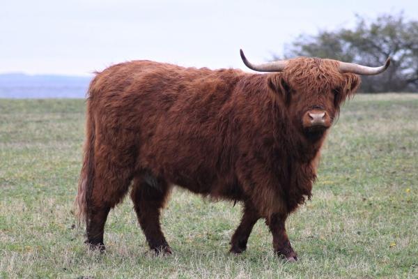 兔和马在一起有财运吗