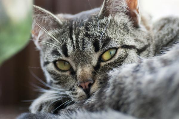 东户最宜住6个生肖