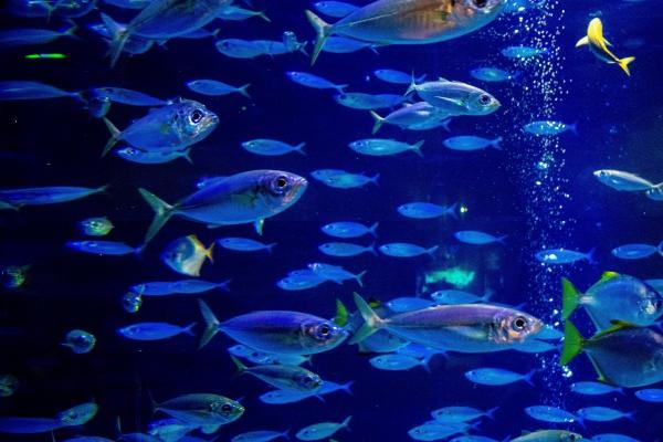 梦见松树倒了是什么征兆