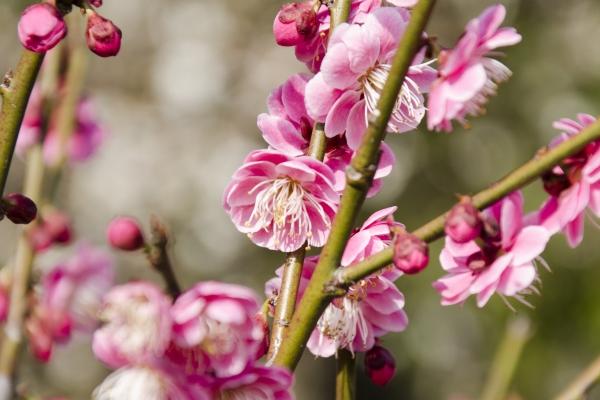 第一运程 2025年十二生肖周运03.10-03.16