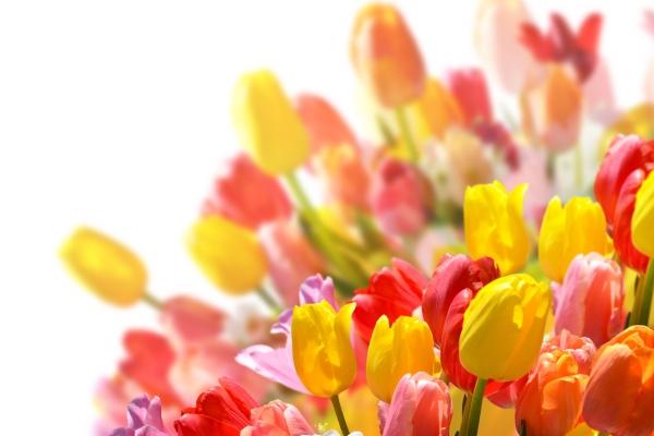 白蜡金最忌的三个属相