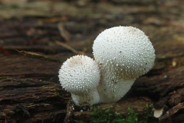 90马女一生婚姻