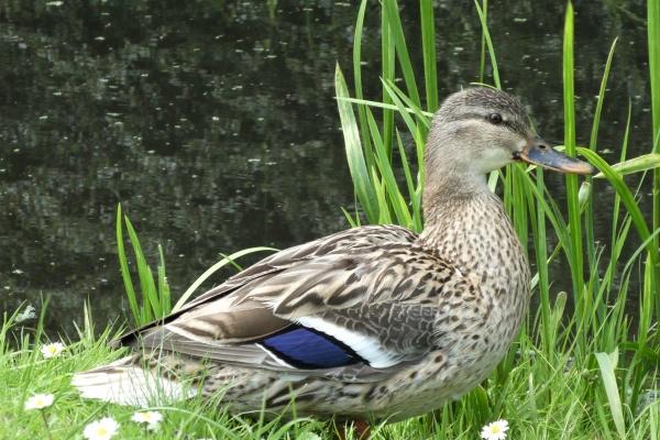 2000龙女婚姻最终归宿
