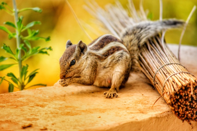 78马和83猪的夫妻能到头吗