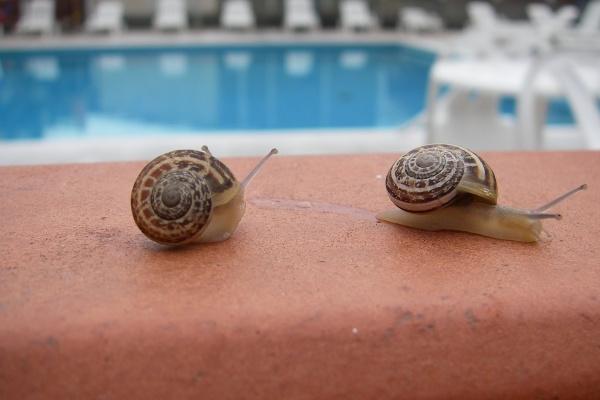 77年蛇男和82年狗女婚姻幸福吗