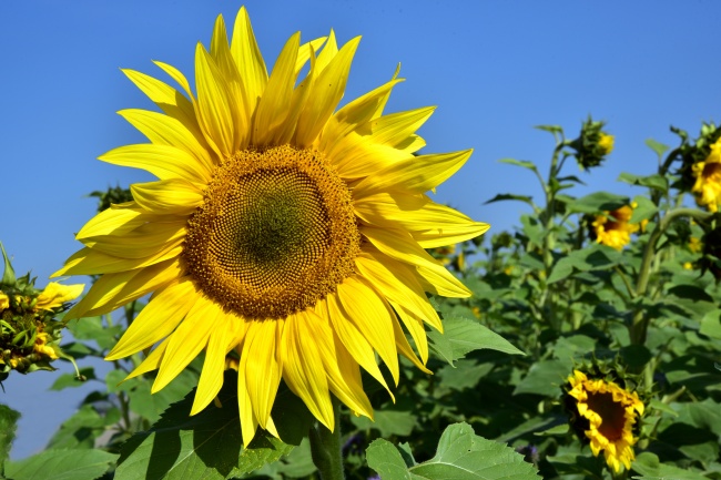 1972年属鼠桑柘木命里缺什么 桑拓木命五行缺什么