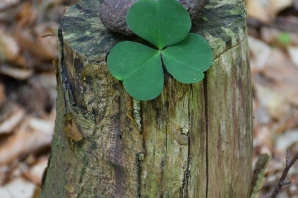 78年属马的正缘和孽缘