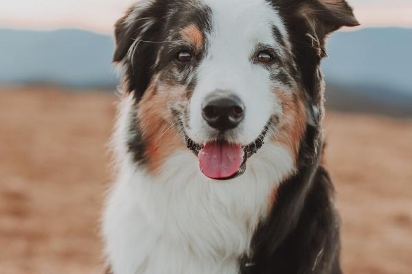 71年的猪和73年的牛会幸福吗