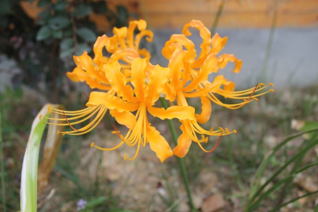 男鸡女羊是上等婚姻吗