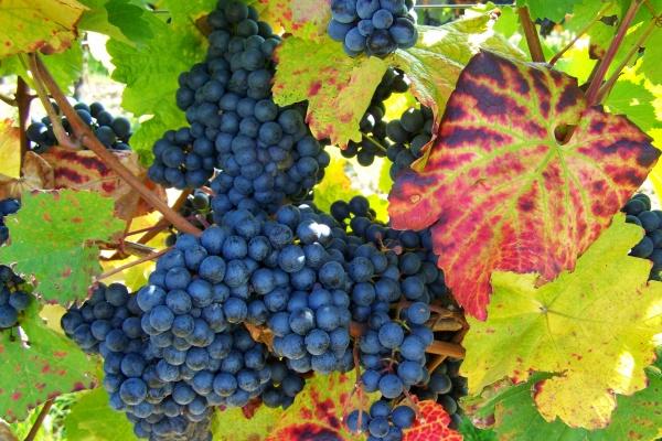 几月虎女最有福气