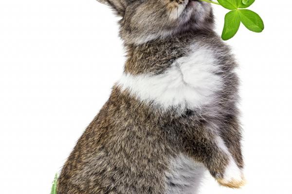 越老越有女人味的生肖女