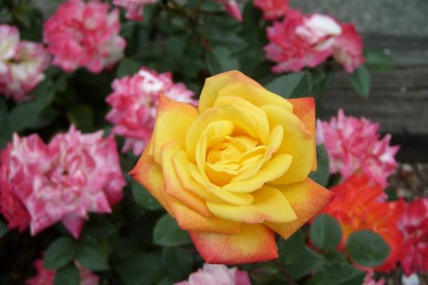 第一运程 2024年12月4日十二生肖运势解析