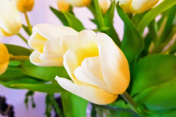 第一运程 2025年1月5日十二生肖运势解析