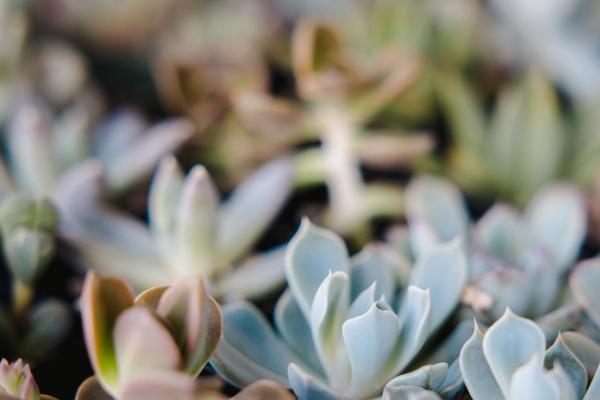 属相运势2025年生肖运程 蛇年运程详解