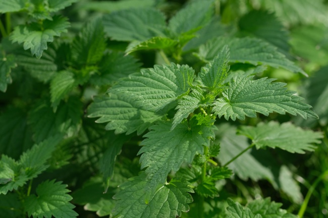 第一运程 2025年2月7日十二生肖运势解析