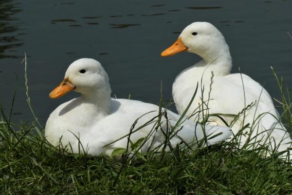 第一运程 2024年12月27日十二生肖运势解析