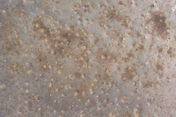 第一运程 2024年12月23日十二生肖运势解析