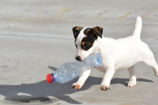 第一运程 2025年1月24日十二生肖运势解析