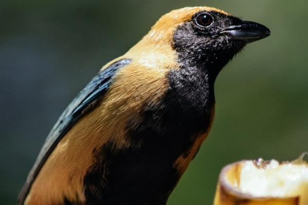 第一运程 2025年1月27日十二生肖运势解析