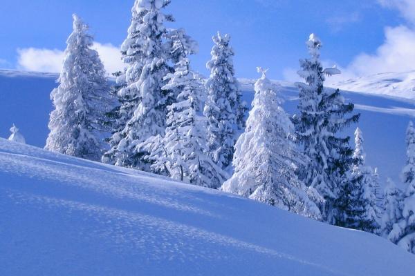 第一运程 2024年12月8日十二生肖运势解析