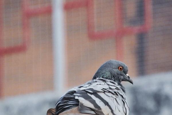 第一运程 2024年12月3日十二生肖运势解析