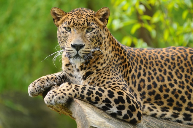 第一运程 2025年2月11日十二生肖运势解析