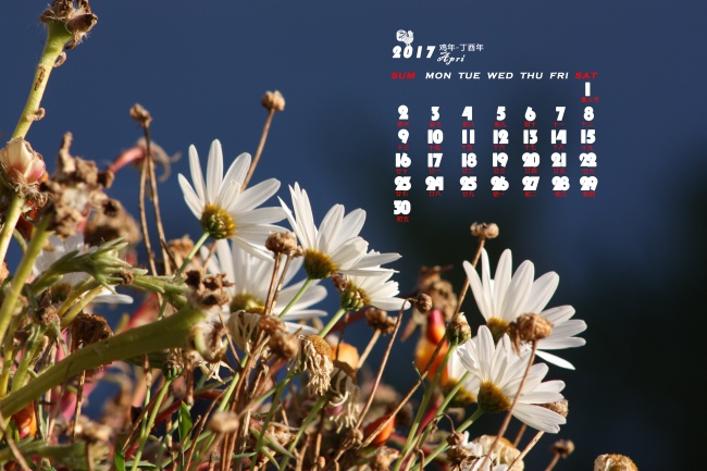 第一运程 2024年11月29日十二生肖运势解析