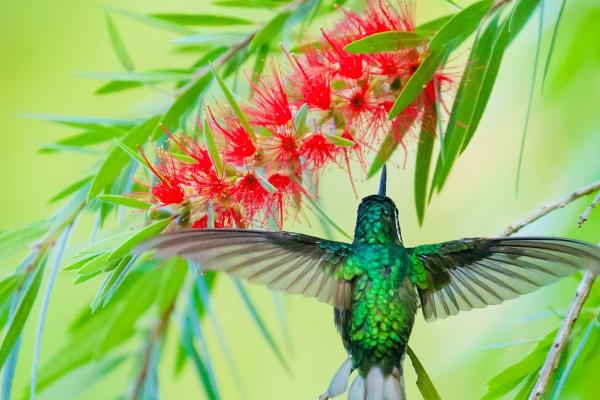 2025年属相运势及运程 2025乙巳年十二生肖运势详解