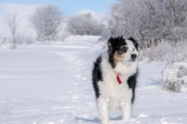 第一运程 2025年十二生肖周运1.6-1.12