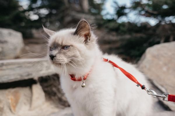 梦到了房子被大火烧了意味着什么