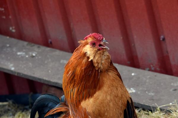 梦到了小鸵鸟是什么意思
