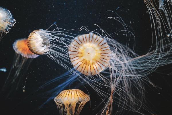 梦到了别人送瓜有何寓意