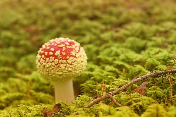 梦见有人偷孩子是什么意思