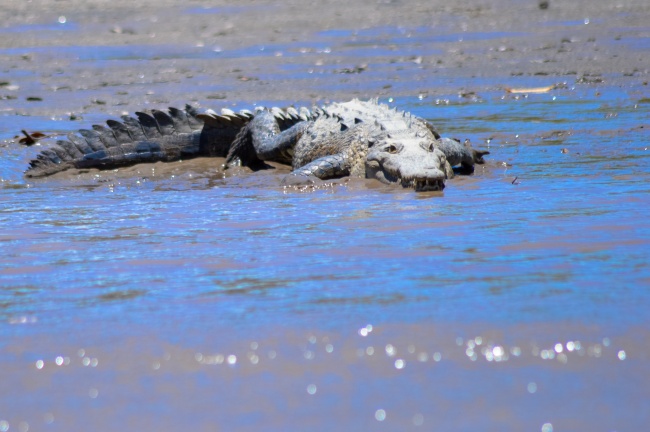梦到了一群小乌龟是什么征兆