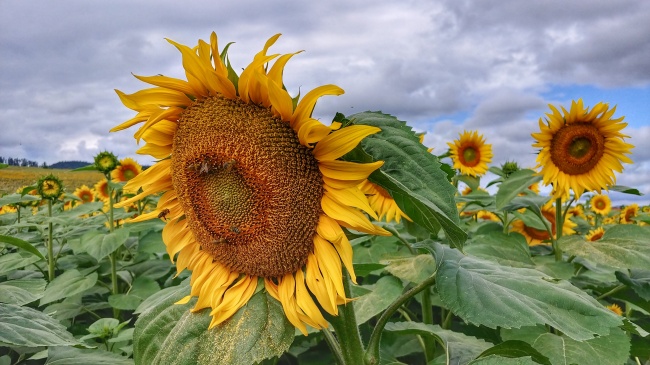 梦到朋友要结婚了好不好