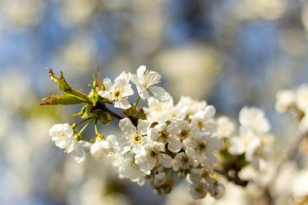 梦见老仗人会有什么预兆