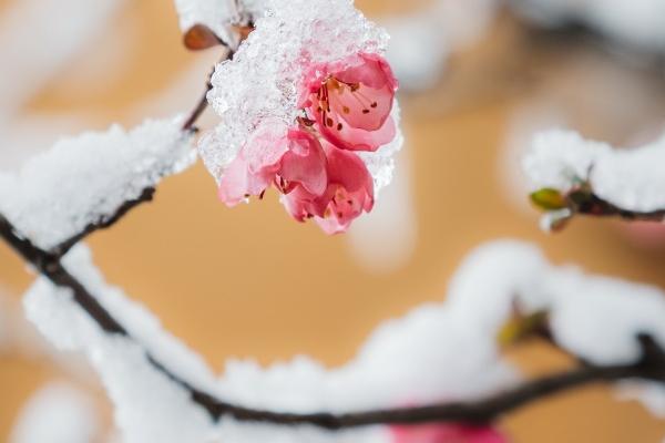 梦见狐狸下崽是好事还是坏事