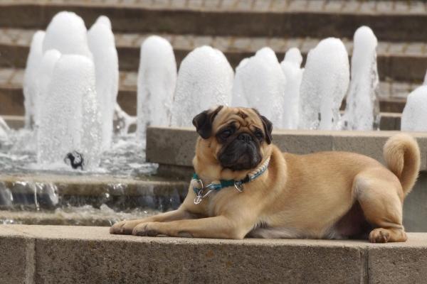 梦见孕妇大西瓜好不好