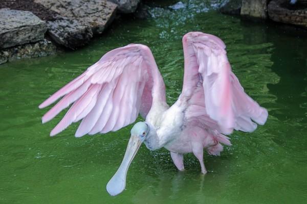 梦到摘鱼会是什么预兆