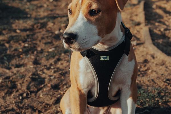 梦到装大米是什么意思