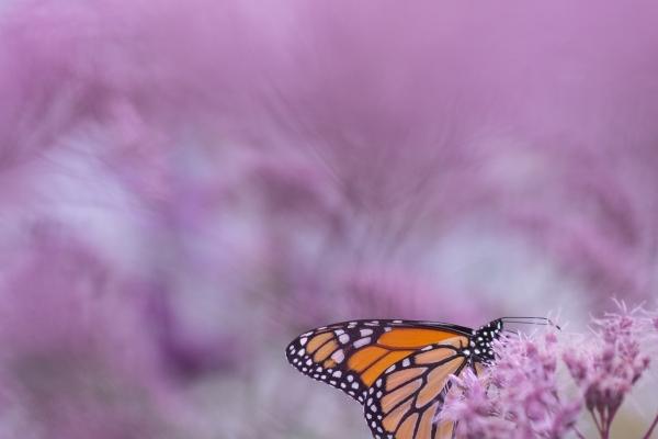 梦到别人摘核桃是好是坏