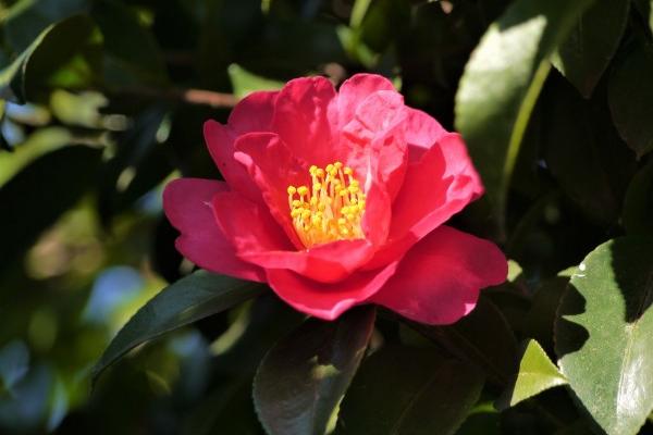 梦到了孕妇白头发是什么意思