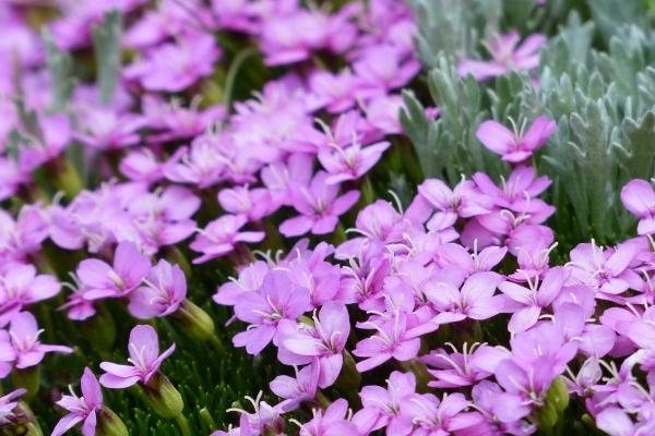 梦见放生海龟有什么说法